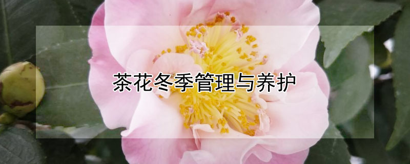 茶花冬季管理与养护（茶花冬季管理与养护方法）