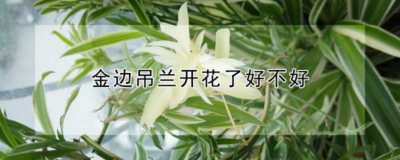 金边吊兰开花了好不好（金边吊兰开花了好不好呢）
