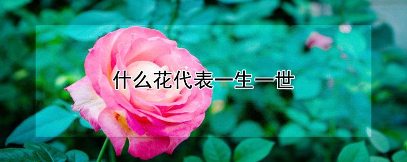 什么花代表一生一世 什么花代表一生一世的爱