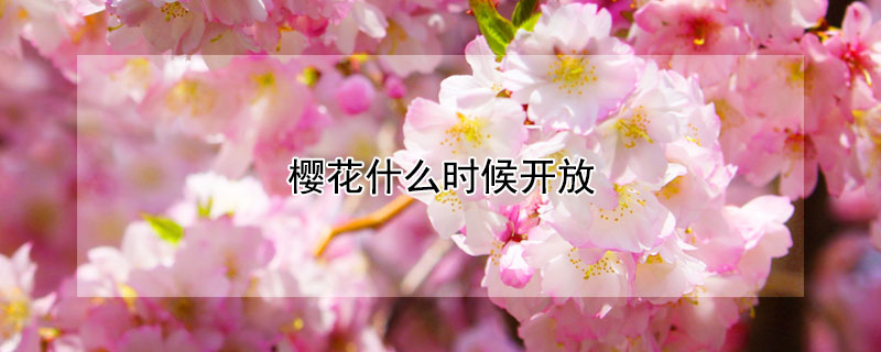樱花什么时候开放（樱花什么时候开放什么季节）