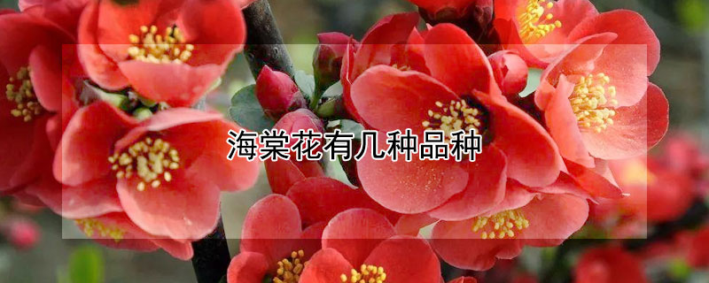 海棠花有几种品种 海棠花图片大全大图