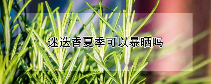 迷迭香夏季可以暴晒吗（迷迭香能晒大太阳吗）