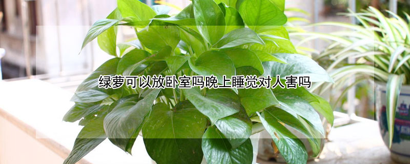 绿萝可以放卧室吗晚上睡觉对人害吗（绿萝不宜放三大禁忌）