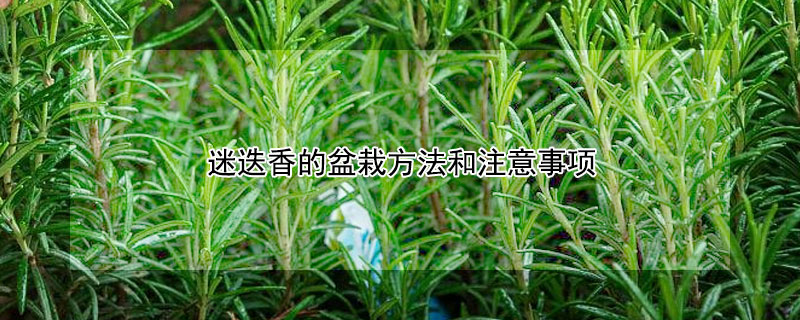 迷迭香的盆栽方法和注意事项 迷迭香的盆栽方法和注意事项有哪些