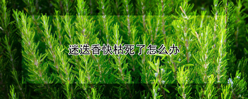 迷迭香快枯死了怎么办（迷迭香要枯萎了还能救活吗）