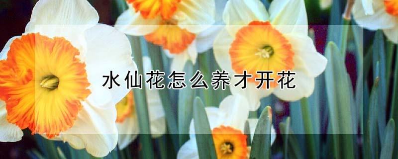 水仙花怎么养才开花 水仙花怎么养才开花多