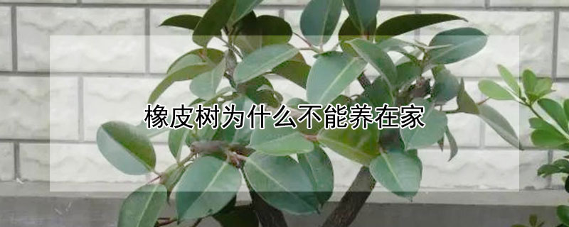 橡皮树为什么不能养在家 橡皮树的三大禁忌