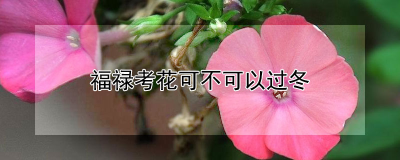 福禄考花可不可以过冬 福禄考花耐寒吗