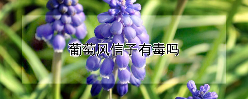 葡萄风信子有毒吗（葡萄风信子有毒吗适合家养吗）