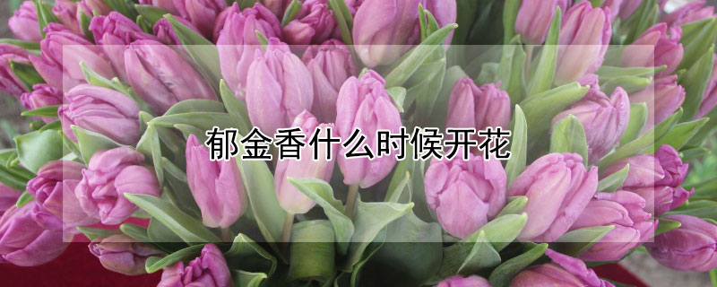 郁金香什么时候开花（12月种郁金香什么时候开花）