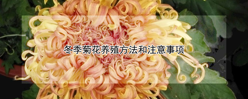 冬季菊花养殖方法和注意事项 冬季菊花怎样养护
