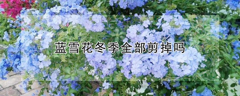 蓝雪花冬季全部剪掉吗（蓝雪花冬季全部剪掉吗怎么养）