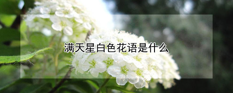 满天星白色花语是什么 满天星白色寓意