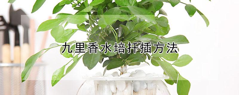 九里香水培扦插方法 九里香水培可养多久