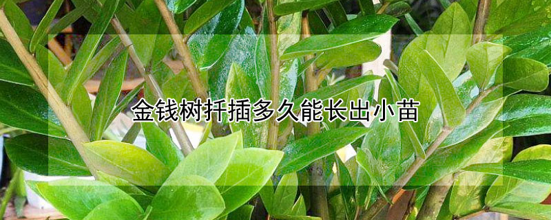 金钱树扦插多久能长出小苗 金钱树扦插多久可以长新枝