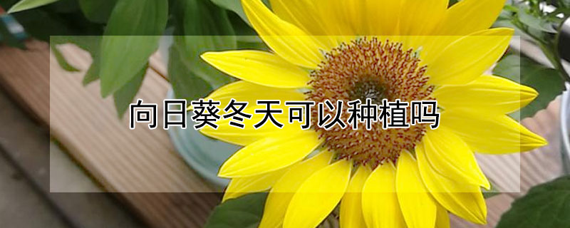 向日葵冬天可以种植吗 向日葵冬天能养活吗