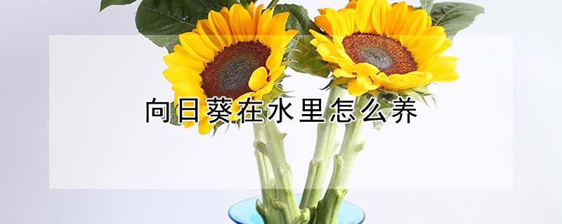 向日葵在水里怎么养（向日葵在水里怎么养活）