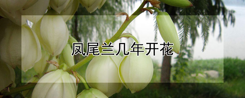 凤尾兰几年开花 凤尾兰生长速度
