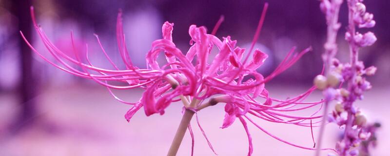 彼岸花花语是什么（紫色彼岸花花语是什么）