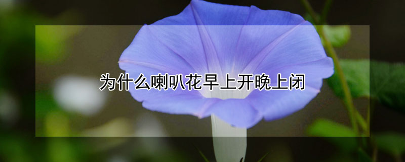 为什么喇叭花早上开晚上闭（喇叭花为什么白天开晚上凋谢）