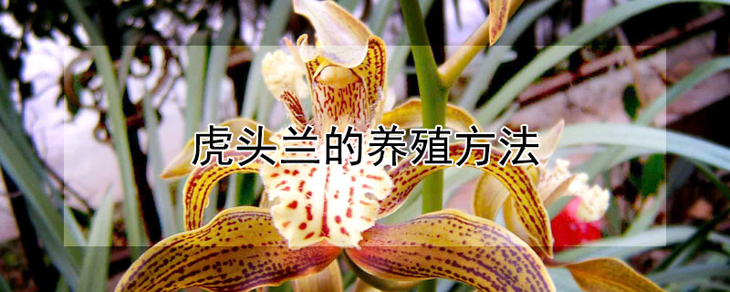 虎头兰的养殖方法 虎头兰的养殖方法视频