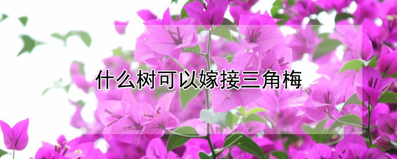 什么树可以嫁接三角梅（什么树可以嫁接三角梅树）
