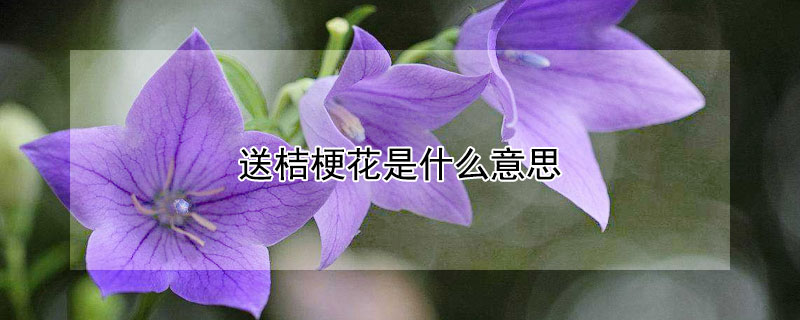 送桔梗花是什么意思（送桔梗花是什么意思呢）