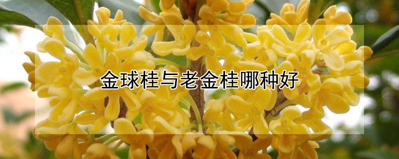金球桂与老金桂哪种好 金球桂和金桂不是一个品种?