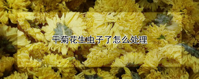 干菊花生虫子了怎么处理 干菊花里面的小黑虫怎么去掉