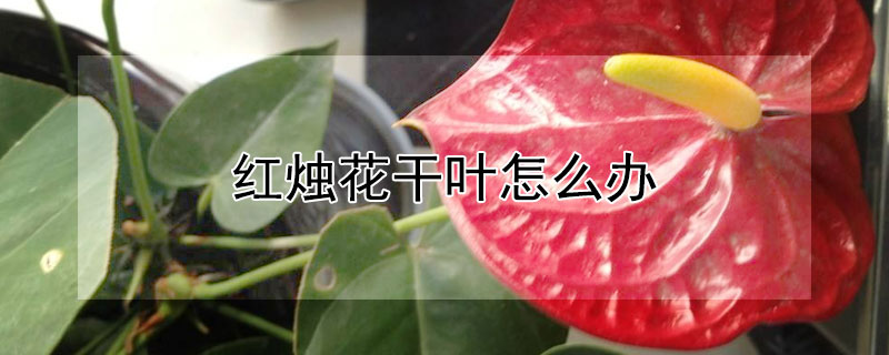 红烛花干叶怎么办 红烛花叶子为什么会枯黄