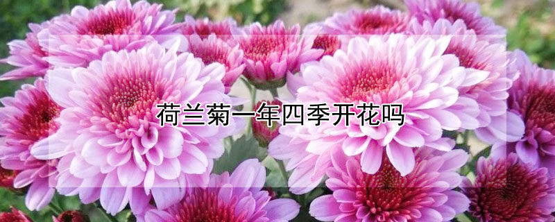 荷兰菊一年四季开花吗（荷兰菊一年四季开花吗视频）