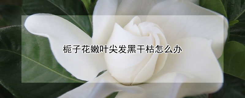 栀子花嫩叶尖发黑干枯怎么办 栀子花嫩叶子发黑干尖怎么办?
