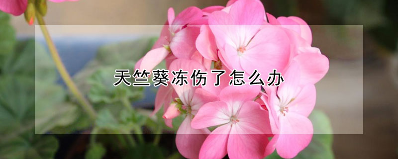 天竺葵冻伤了怎么办（天竺葵冻伤的成褐色）