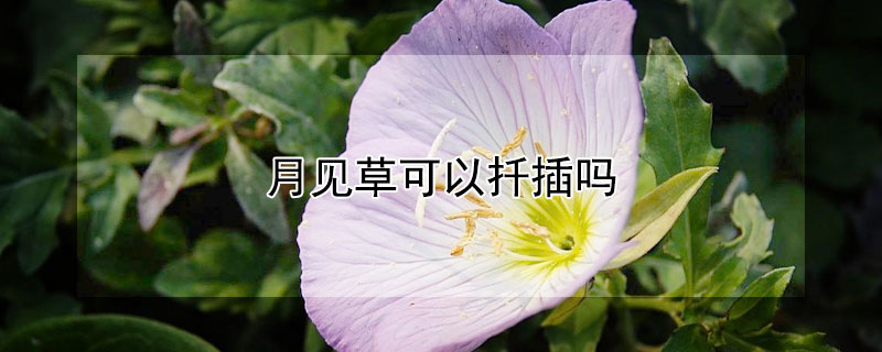 月见草可以扦插吗（月见草可以扦插吗怎么养）