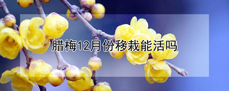 腊梅12月份移栽能活吗 腊梅几月可以移栽