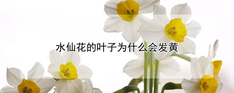 水仙花的叶子为什么会发黄 水仙花的叶子为什么会发黄的原因