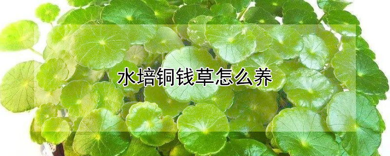 水培铜钱草怎么养 水培铜钱草怎么养才能更旺盛