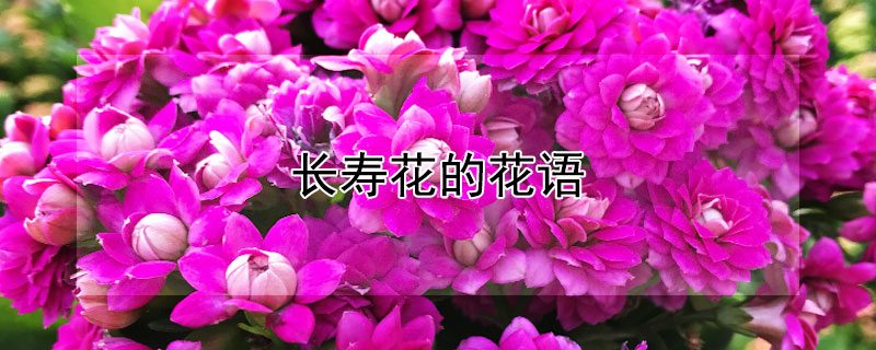 长寿花的花语 长寿花的花语是什么