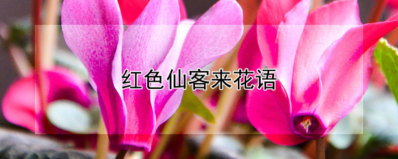 红色仙客来花语（红色仙客来花语和寓意）
