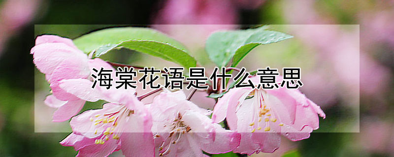 海棠花语是什么意思（海棠花语是什么意思 寓意和象征）