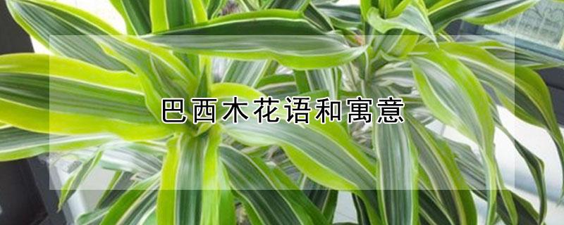 巴西木花语和寓意 巴西木寓意开花