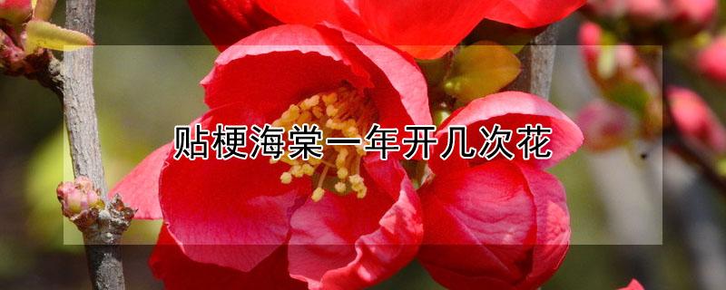 贴梗海棠一年开几次花（贴梗海棠花期多长）