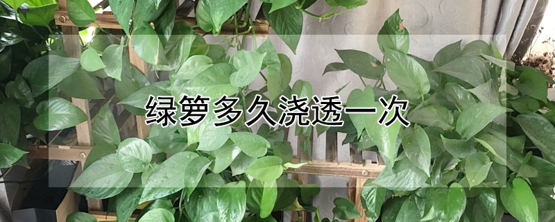 绿箩多久浇透一次 绿箩多久浇透一次水合适