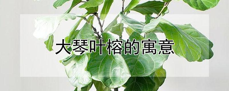 大琴叶榕的寓意 大琴叶榕的寓意和风水解释图