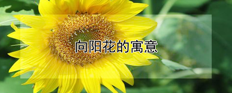 向阳花的寓意（向阳花的寓意和花语入目）