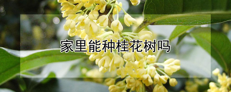 家里能种桂花树吗 家门前可以种桂花树吗