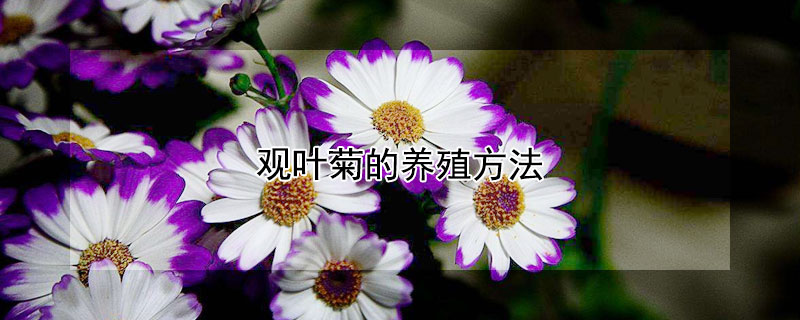 观叶菊的养殖方法 观叶菊的养殖方法有哪些