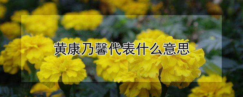 黄康乃馨代表什么意思（黄康乃馨花代表什么意思）