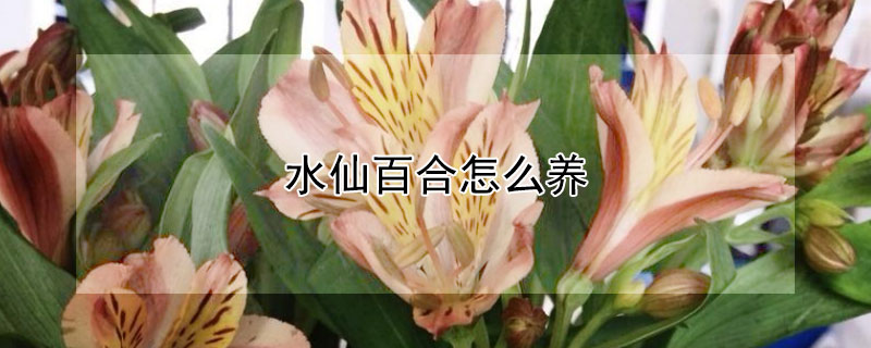 水仙百合怎么养 水仙百合怎么养时间比较久