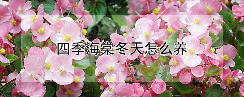 四季海棠冬天怎么养（四季海棠怎样扦插繁殖）